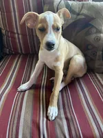 Johnny, a male Rat Terrier for sale in Romeo, MI – 8 of 8