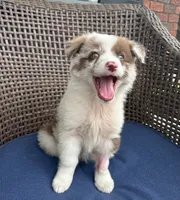 Pearl, a female Australian Shepherd for sale in Romeo, MI – 2 of 4