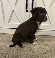 Monica, a female Australian Shepherd and Labrador Retriever for sale in Romeo, MI – 2 of 4