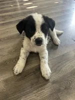 Jax, a male Australian Cattle Dog and Border Collie for sale in Romeo, MI – 1 of 1