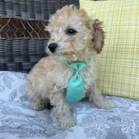 Honey, a male Poodle - Toy  for sale in Romeo, MI – 2 of 4