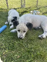 Opie, a male Australian Cattle Dog for sale in Romeo, MI – 3 of 3