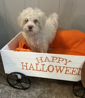 Nick, a male Shih Tzu and Poodle - Miniature  for sale in Romeo, MI – 4 of 7