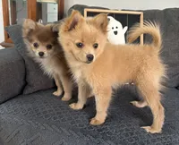 Tommy, a male Pomeranian for sale in Romeo, MI – 7 of 7