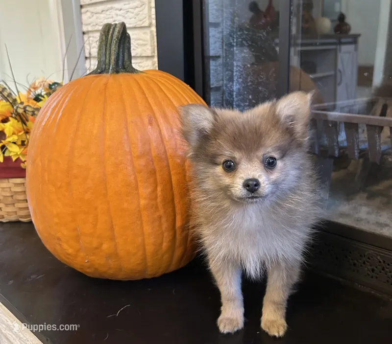 JC, a male Pomeranian for sale in Romeo, MI – 1 of 5