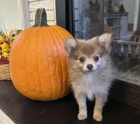 JC, a male Pomeranian for sale in Romeo, MI – 1 of 5