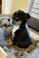 Ariel, a female Jack Russell Terrier and Miniature Australian Shepherd for sale in Romeo, MI – Photo 2 of 2