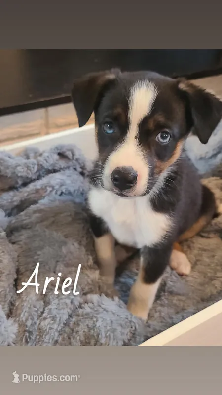 Ariel – Jack Russell Terrier, Miniature Australian Shepherd puppy for sale in Romeo, MI