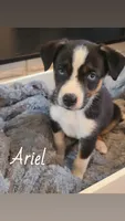 Ariel, a female Jack Russell Terrier and Miniature Australian Shepherd for sale in Romeo, MI – Photo 1 of 2