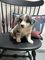 Mandy, a female Miniature Australian Shepherd for sale in Romeo, MI – 2 of 3