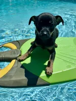 Jerry, a male Chihuahua for sale in Romeo, MI – 10 of 10