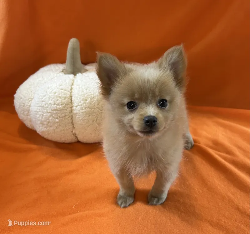 Joey – Pomeranian puppy for sale in Romeo, MI