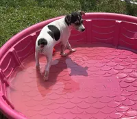 Betsy, a female Rat Terrier for sale in Romeo, MI – 5 of 5