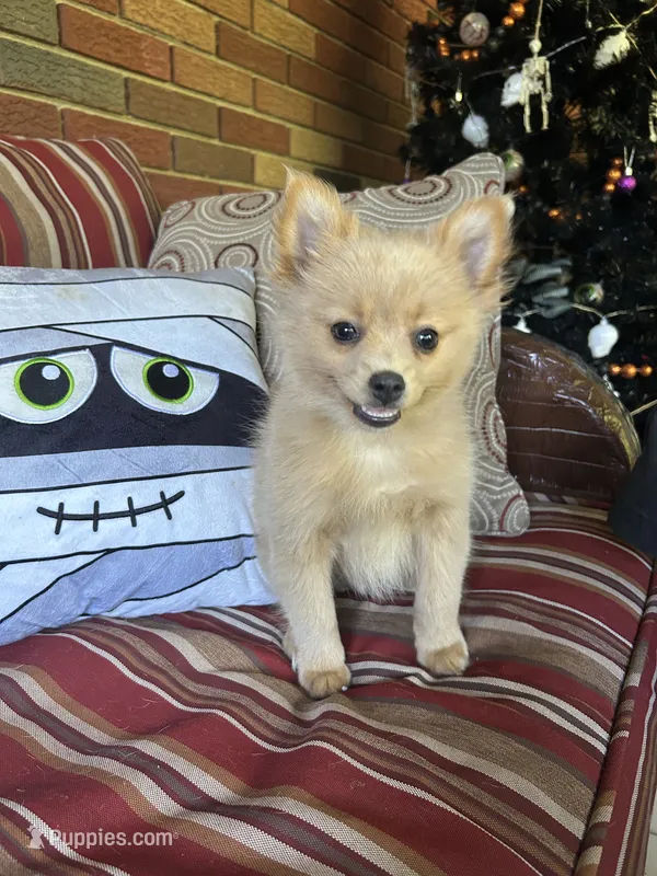 Joey – Pomeranian puppy for sale in Romeo, MI