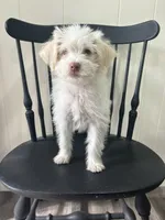 Kevin, a male Shih Tzu and Poodle - Miniature  for sale in Romeo, MI – 2 of 8