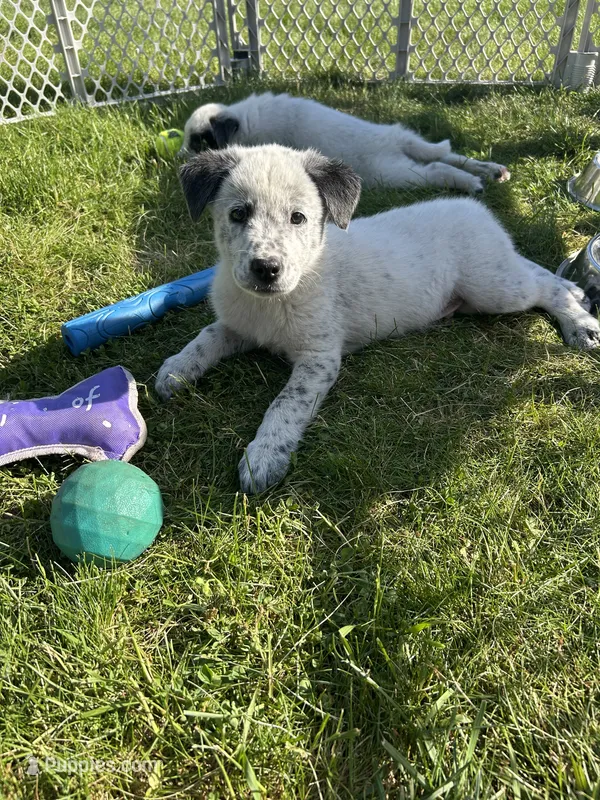 Opie – Australian Cattle Dog puppy for sale in Romeo, MI