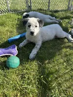 Opie, a male Australian Cattle Dog for sale in Romeo, MI – 1 of 3