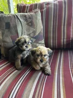 Lance, a male Shih Tzu and Yorkshire Terrier for sale in Romeo, MI – 6 of 6