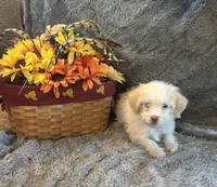 Kevin, a male Shihpoo for sale in Romeo, MI – 2 of 2