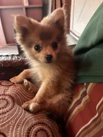 Jerry, a male Pomeranian for sale in Romeo, MI – 7 of 8