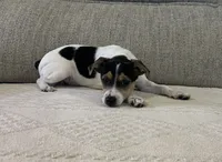 Betsy, a female Rat Terrier for sale in Romeo, MI – 3 of 5