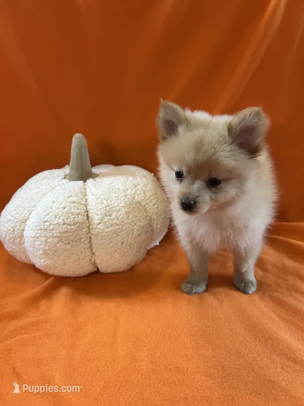 Chris – Pomeranian puppy for sale in Romeo, MI