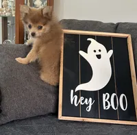 Jerry, a male Pomeranian for sale in Romeo, MI – 6 of 8