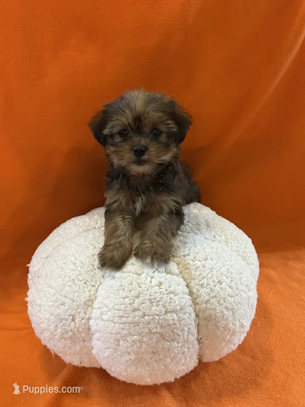 Justin – Shorkie puppy for sale in Romeo, MI