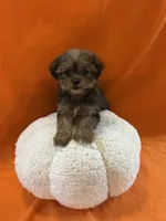 Justin, a male Shorkie for sale in Romeo, MI – 1 of 2