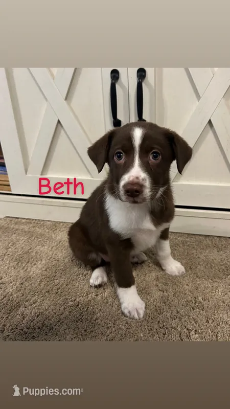 Beth – Australian Shepherd, Labrador Retriever puppy for sale in Romeo, MI