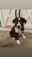 Beth, a female Australian Shepherd and Labrador Retriever for sale in Romeo, MI – 1 of 3