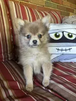JC, a male Pomeranian for sale in Romeo, MI – 4 of 5