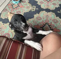 Abe, a male Rat Terrier for sale in Romeo, MI – 2 of 6