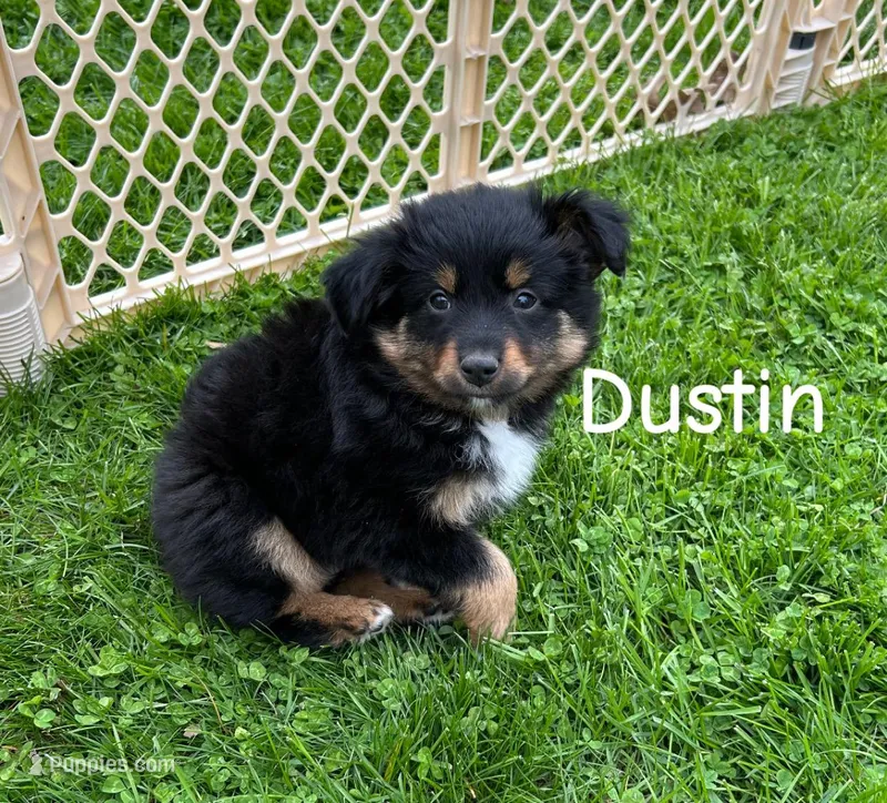 Dustin – Miniature Australian Shepherd puppy for sale in Romeo, MI