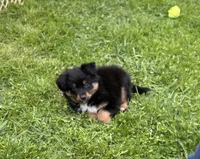 Dustin, a male Miniature Australian Shepherd for sale in Romeo, MI – Photo 4 of 4