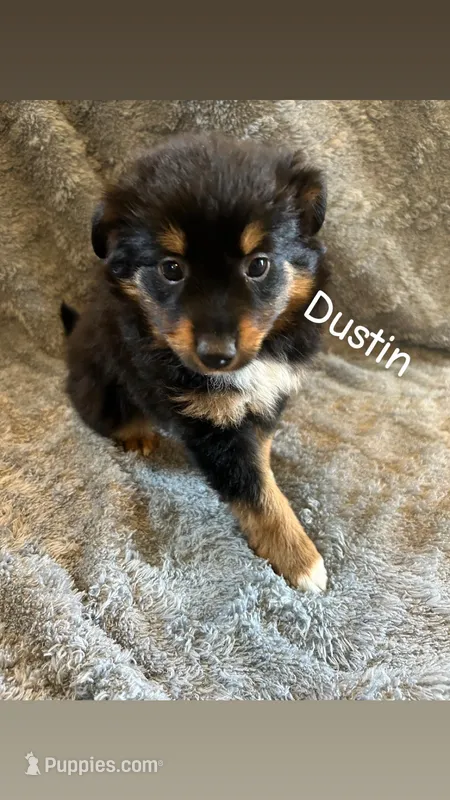 Dustin – Miniature Australian Shepherd puppy for sale in Romeo, MI