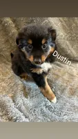 Dustin, a male Miniature Australian Shepherd for sale in Romeo, MI – Photo 1 of 4