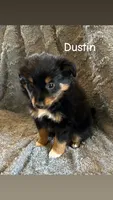 Dustin, a male Miniature Australian Shepherd for sale in Romeo, MI – Photo 2 of 4