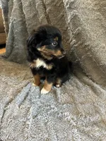 Dustin, a male Miniature Australian Shepherd for sale in Romeo, MI – Photo 3 of 4