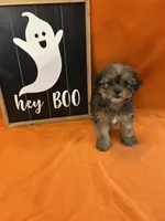 Justin, a male Shorkie for sale in Romeo, MI – 2 of 2