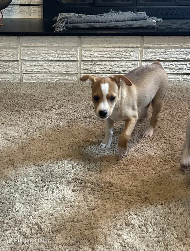 Thomas – Rat Terrier puppy for sale in Romeo, MI