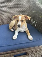 Johnny, a male Rat Terrier for sale in Romeo, MI – 3 of 8