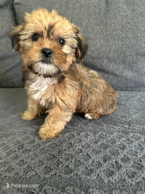 Lance – Shih Tzu, Yorkshire Terrier puppy for sale in Romeo, MI