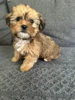 Lance, a male Shih Tzu and Yorkshire Terrier for sale in Romeo, MI – 1 of 6