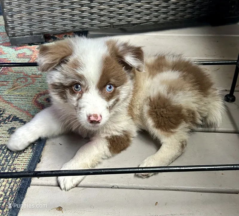 Pearl – Australian Shepherd puppy for sale in Romeo, MI