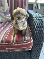 Lance, a male Shih Tzu and Yorkshire Terrier for sale in Romeo, MI – 3 of 6