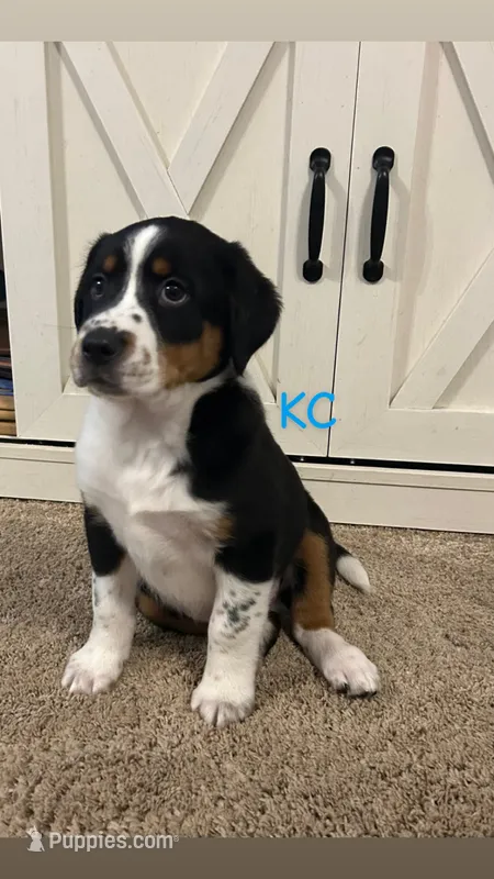 KC – Australian Shepherd, Labrador Retriever puppy for sale in Romeo, MI