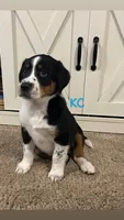 KC, a male Australian Shepherd and Labrador Retriever for sale in Romeo, MI – 1 of 4
