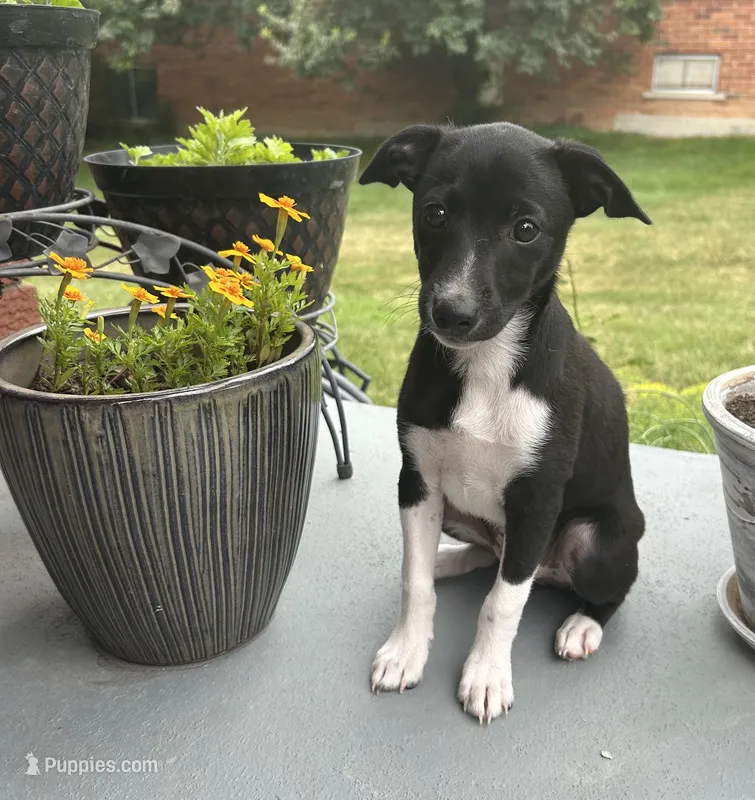 Alex – Rat Terrier puppy for sale in Romeo, MI
