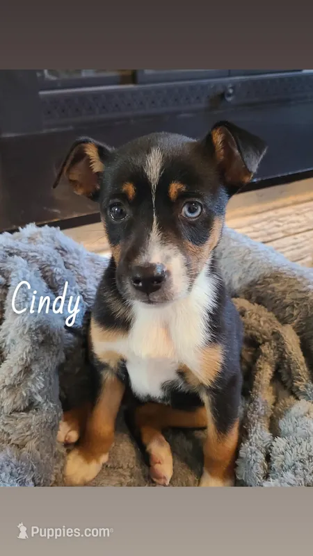 Cindy – Jack Russell Terrier, Miniature Australian Shepherd puppy for sale in Romeo, MI